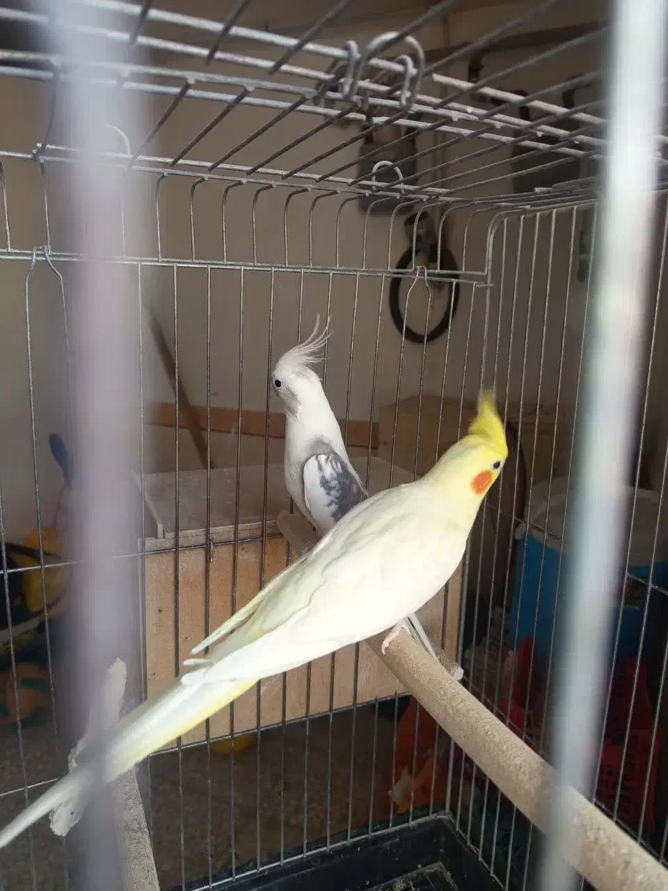 عروس هلندی|پرنده|گرمسار, |دیوار