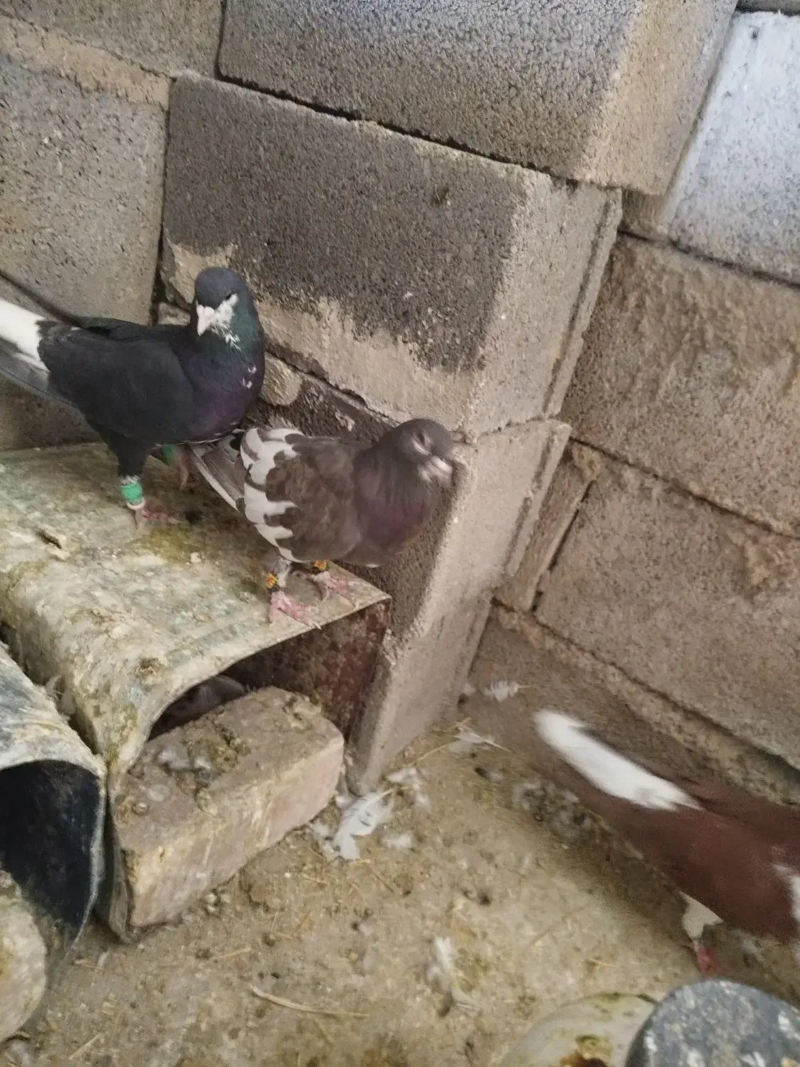 پرنده کبوتر|پرنده|شیراز, گویم|دیوار