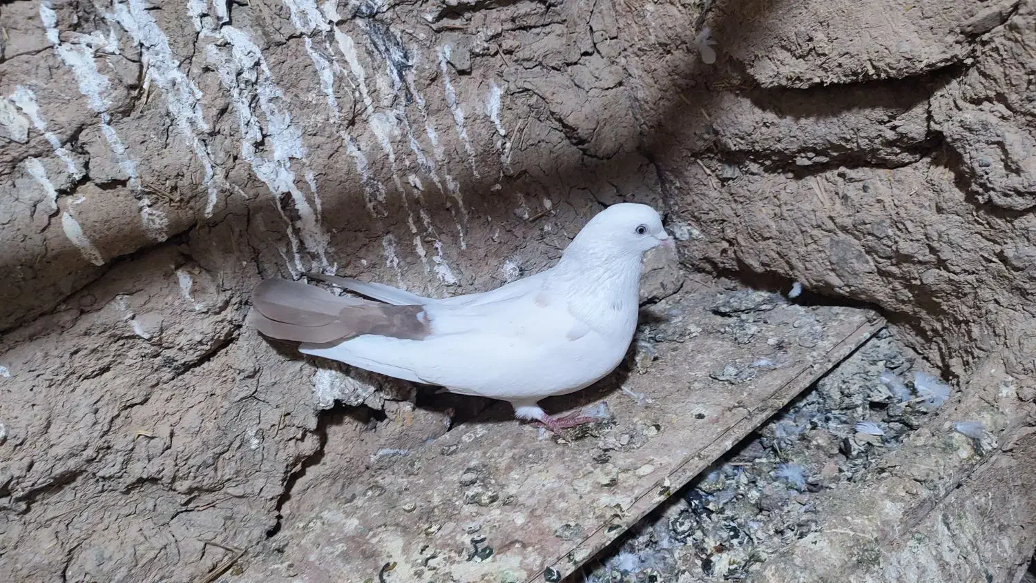 تکدوم . پرشی|پرنده|کبودرآهنگ, |دیوار