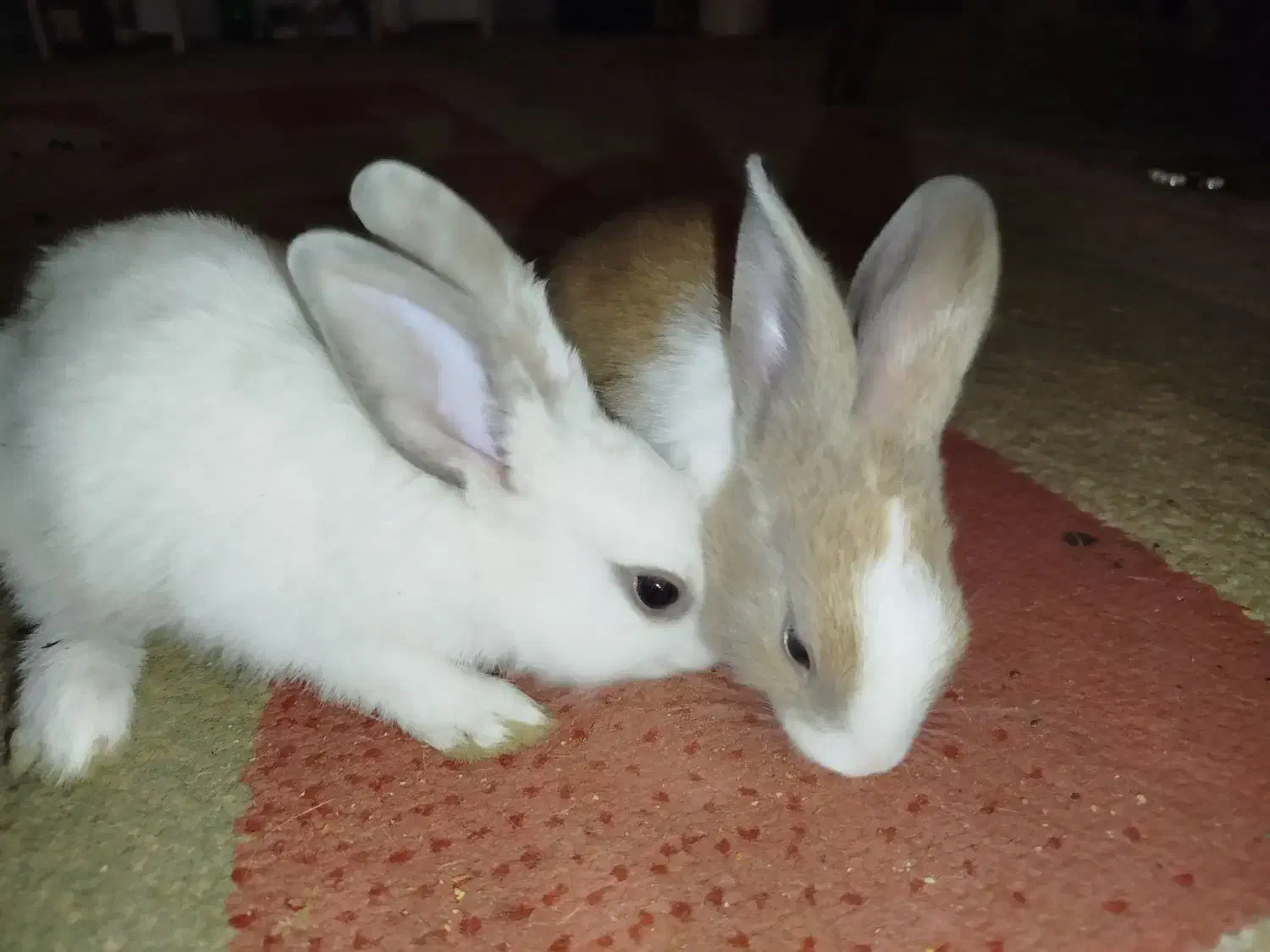 بچه خرگوش کیوت|موش و خرگوش|دزفول, |دیوار