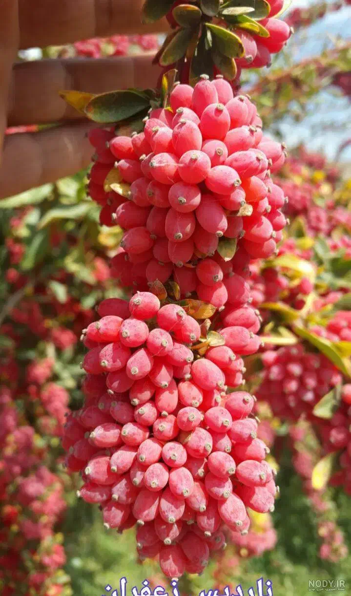 خریدار زرشک شاخه|خدمات باغبانی و درختکاری|بیرجند, |دیوار