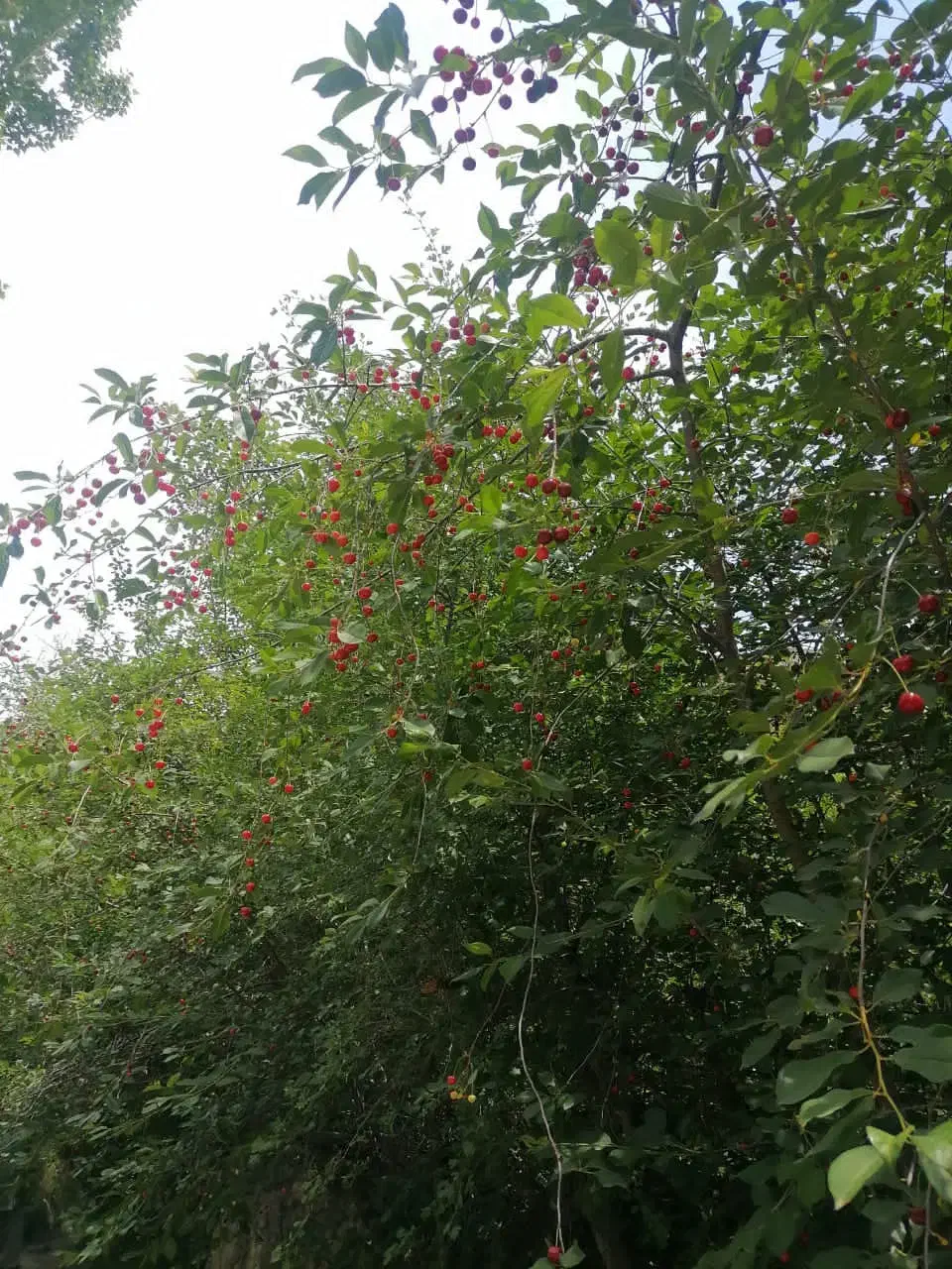 1200متر مربع باغ با سند تک برگ|فروش زمین و ملک کلنگی|رینه, |دیوار