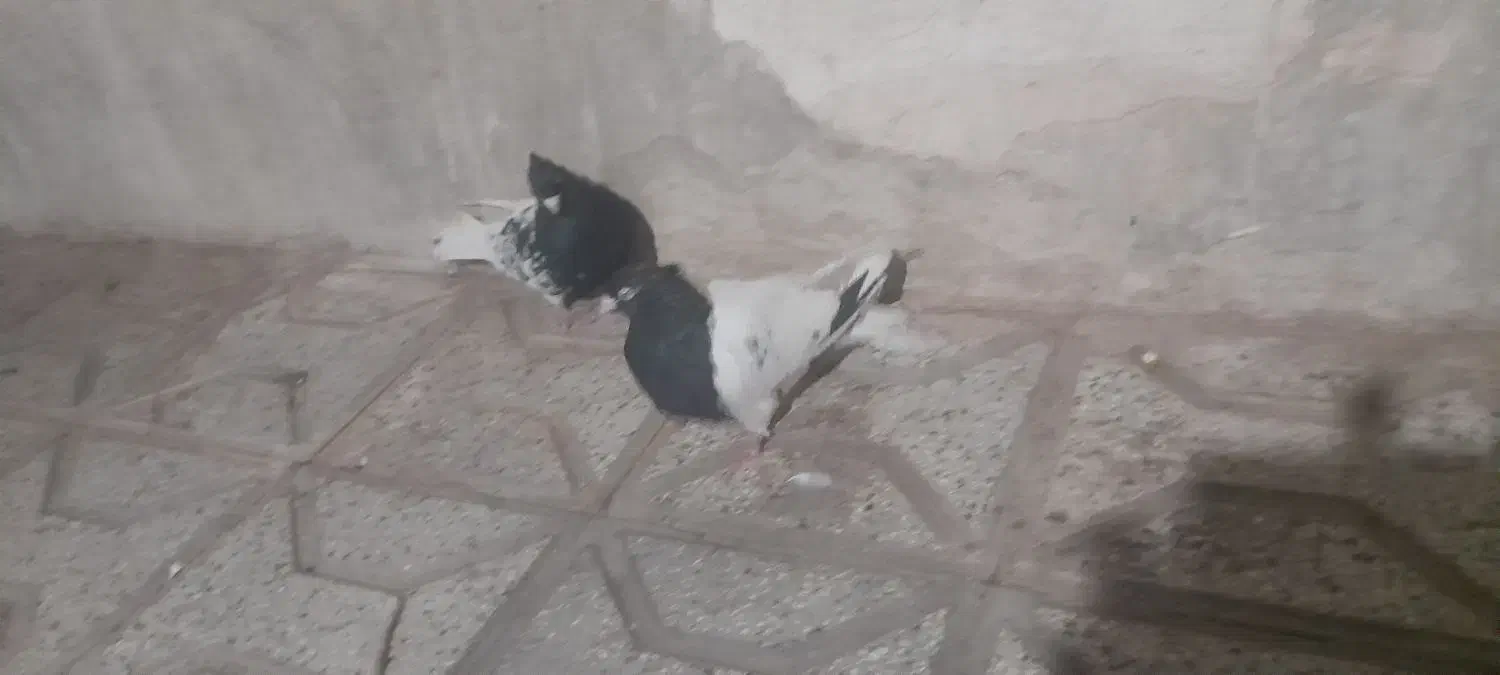 کبوتر|پرنده|نیشابور, مازول|دیوار