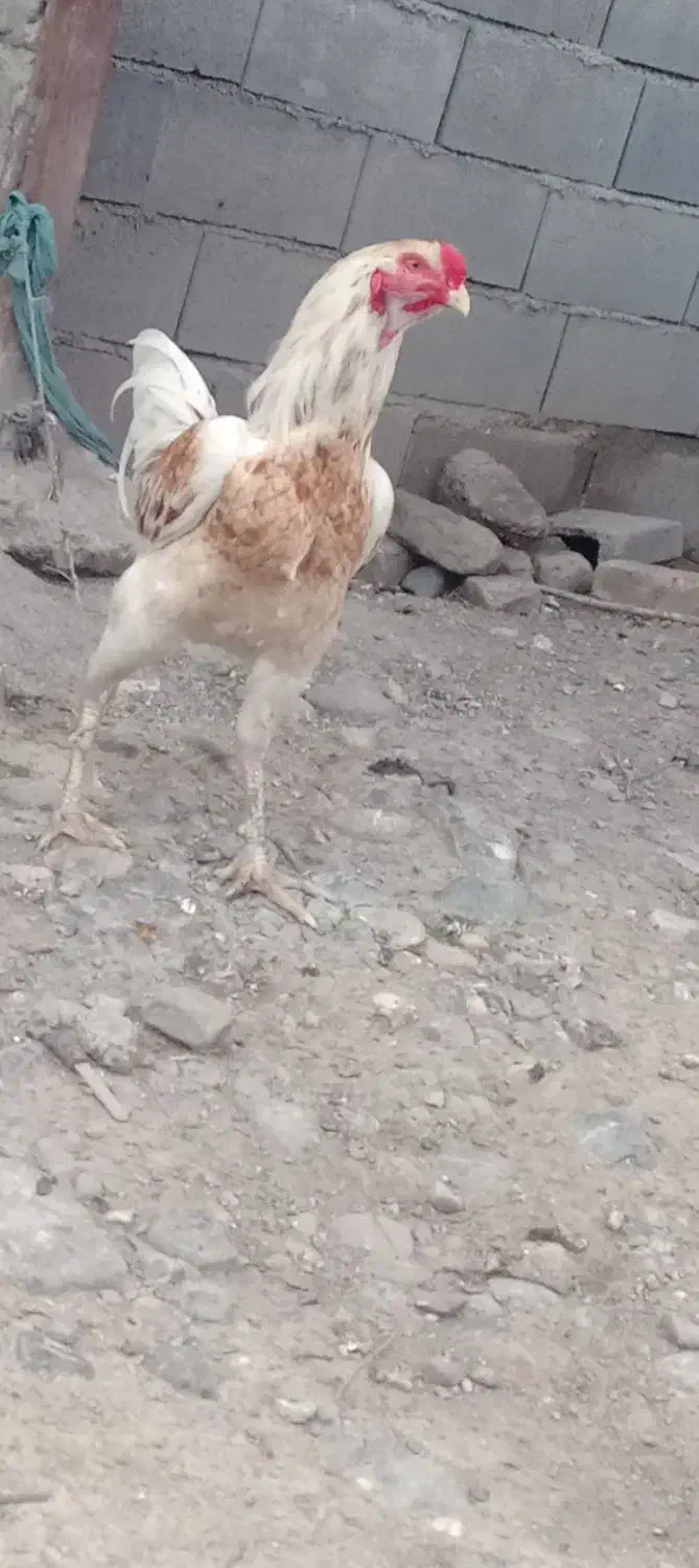 فروشی|حیوانات مزرعه|مزرعه کتول, |دیوار