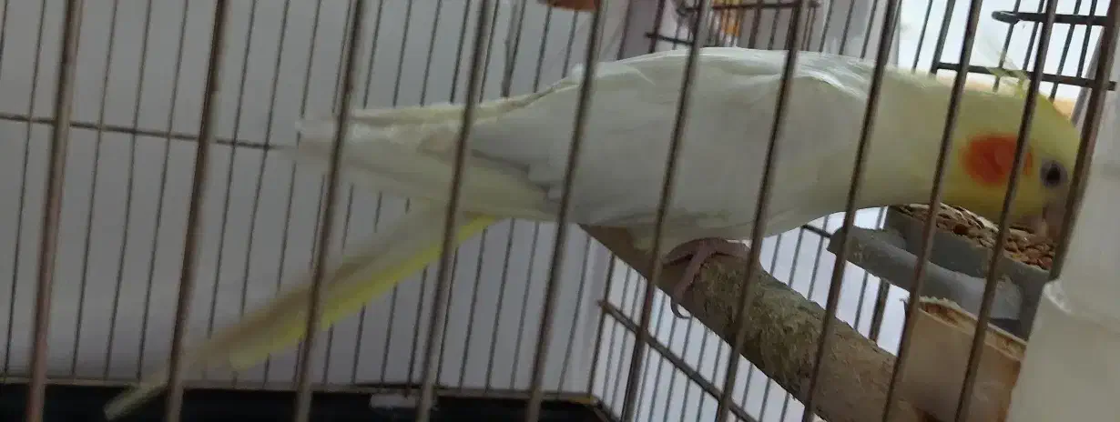 عروس هلندی|پرنده|بم, |دیوار