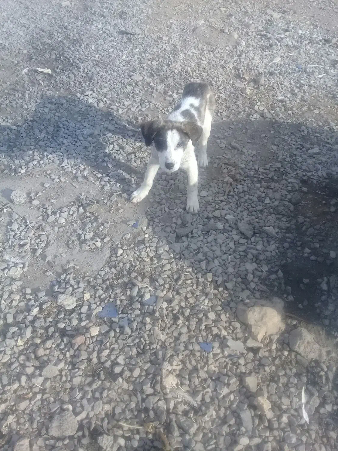 واگذاری ت و ل ه سگ|سگ|کرمانشاه, |دیوار