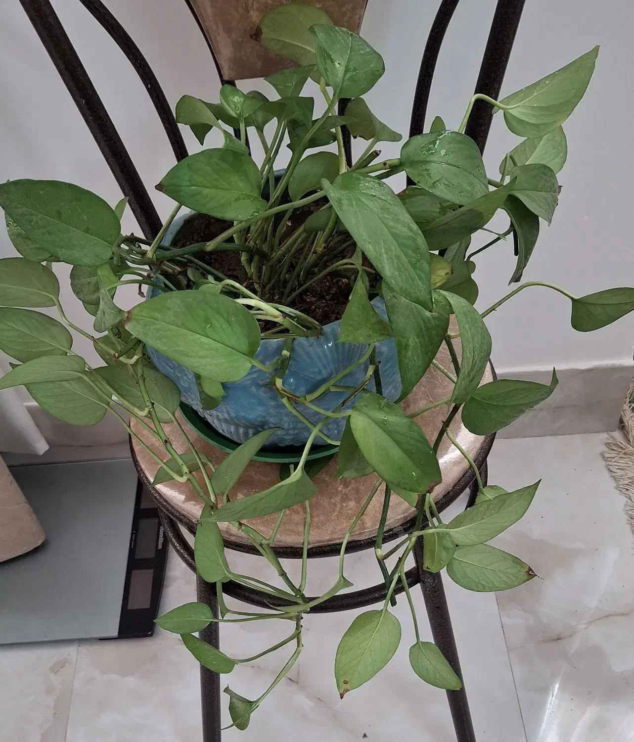 گل پتوس|گل و گیاه طبیعی|کاشان, فاز ۲ ناجی آباد|دیوار