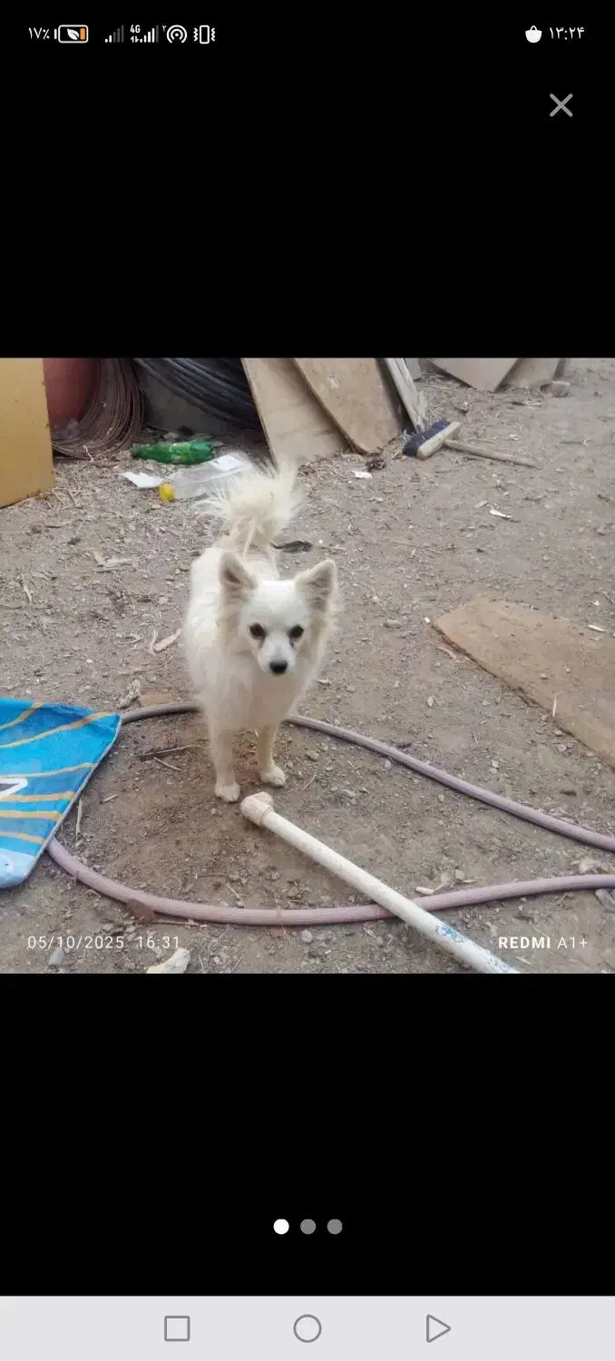 پامر روباهی 8ماهه ماده می باشد فوری|سگ|نجف‌آباد, حومه نجف آباد|دیوار