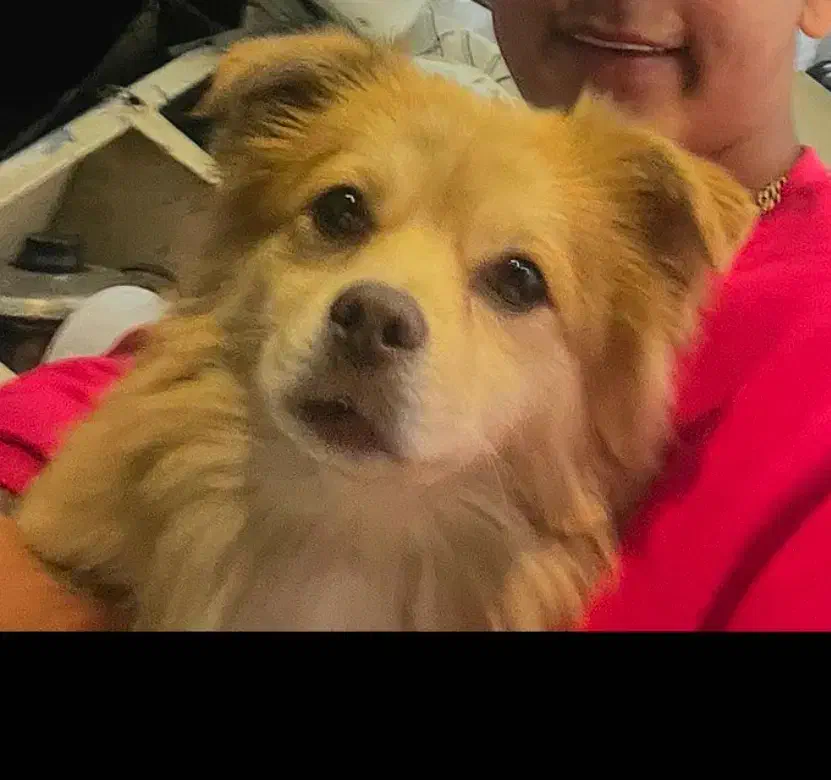 یک قلاده سگ پامر اشپیدز|سگ|تهران, جوادیه تهرانپارس|دیوار