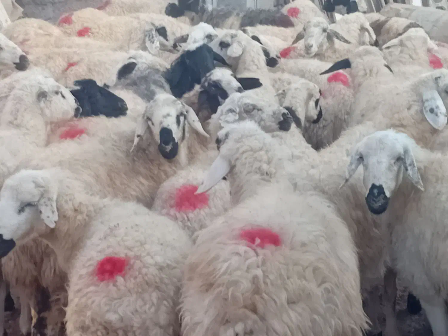 میش قلمه آباده ای ابستنمایه دار|حیوانات مزرعه|اقلید, |دیوار