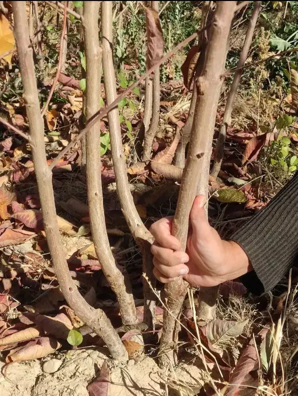 نهال صنوبر حمیدی|خدمات باغبانی و درختکاری|اردبیل, |دیوار