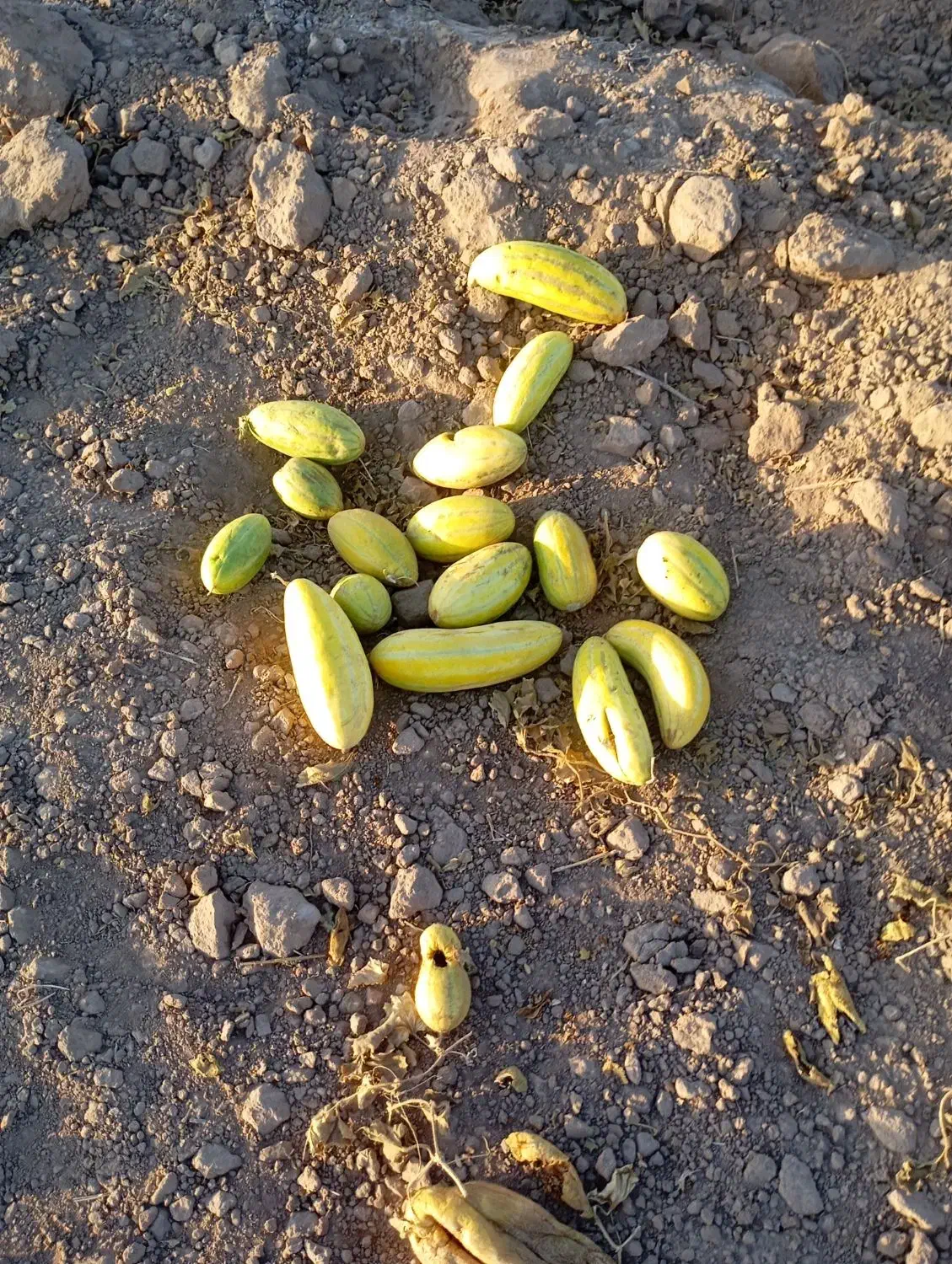 بزغاله نر خوشگل|حیوانات مزرعه|طاغنکوه, |دیوار