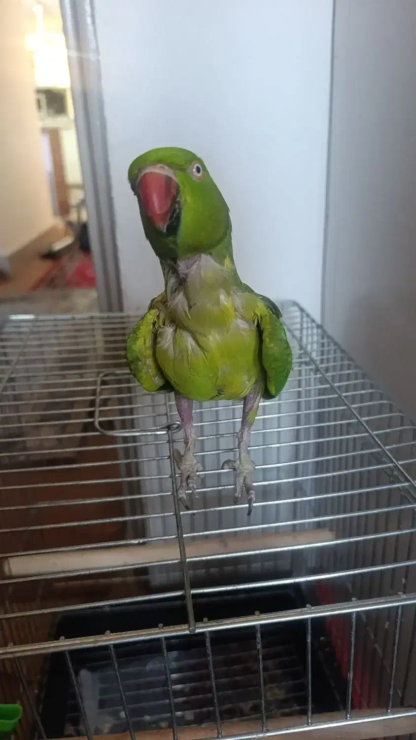 طوطی ماده|پرنده|بندر ماهشهر, |دیوار