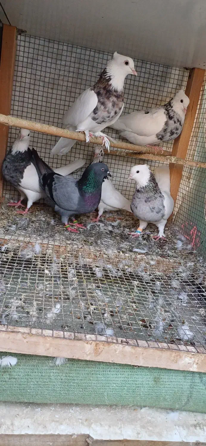 پرنده|پرنده|مینودشت, |دیوار