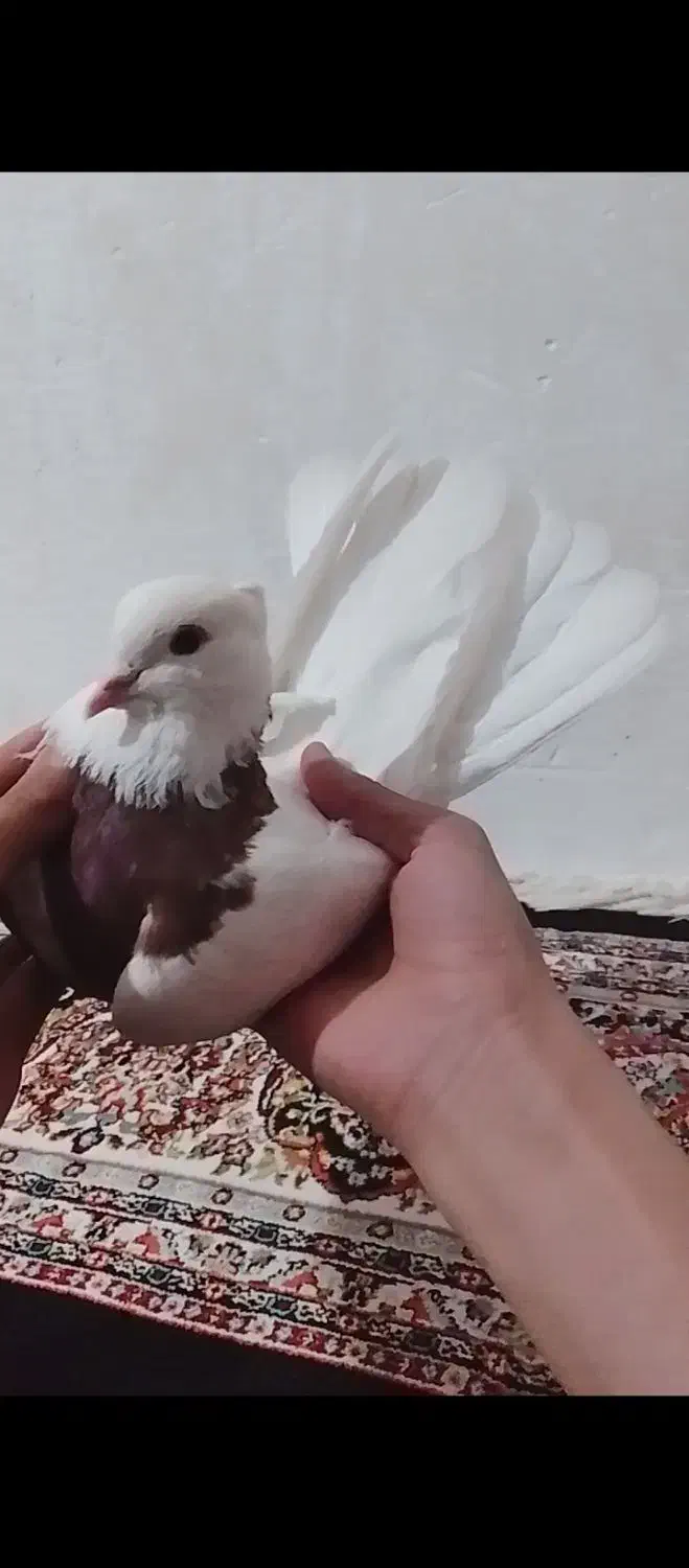 طوقی|پرنده|خرم‌آباد, |دیوار