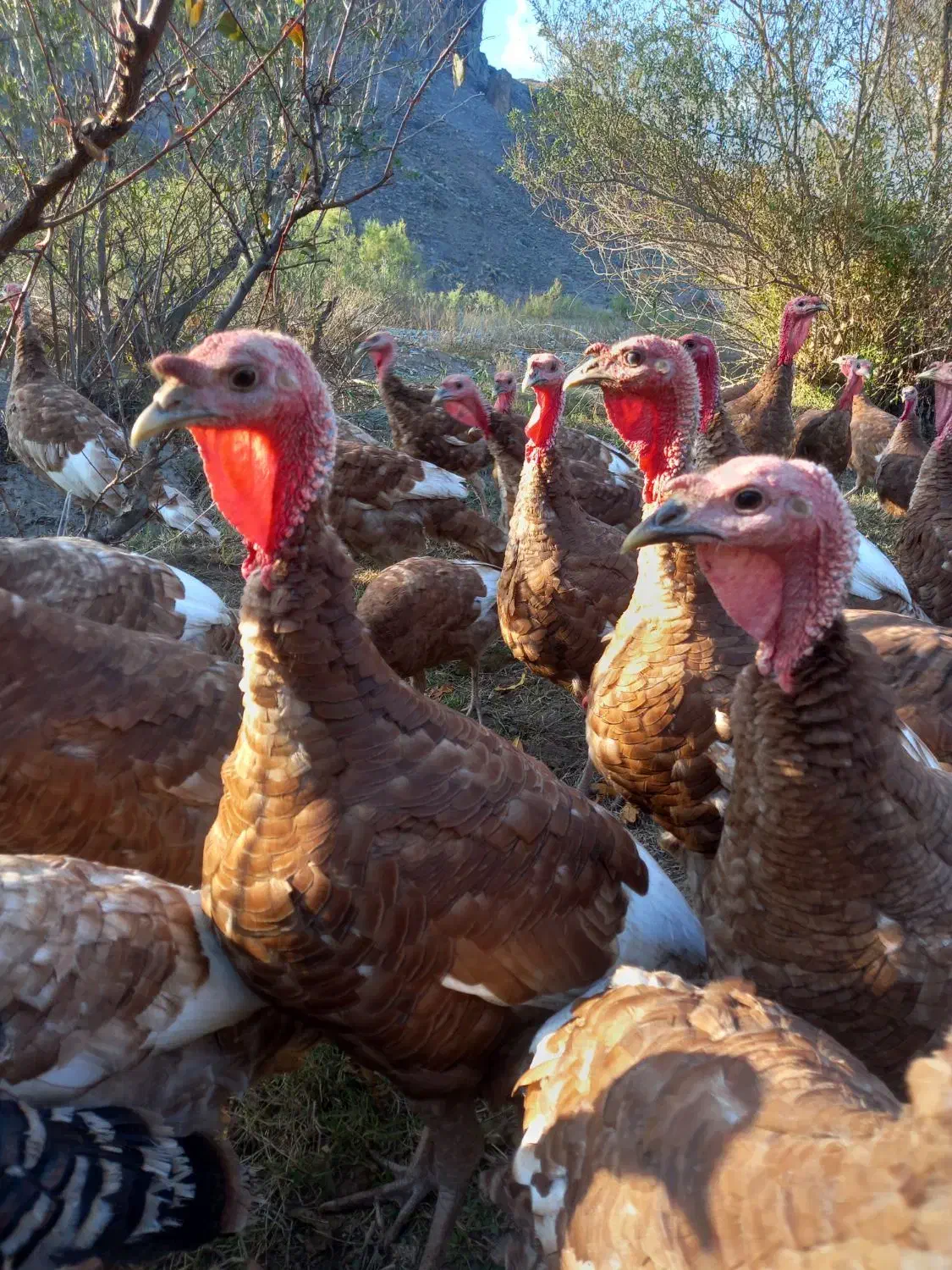 بوقلمون طبیعی کیلویی ۳۰۰|حیوانات مزرعه|اهر, |دیوار