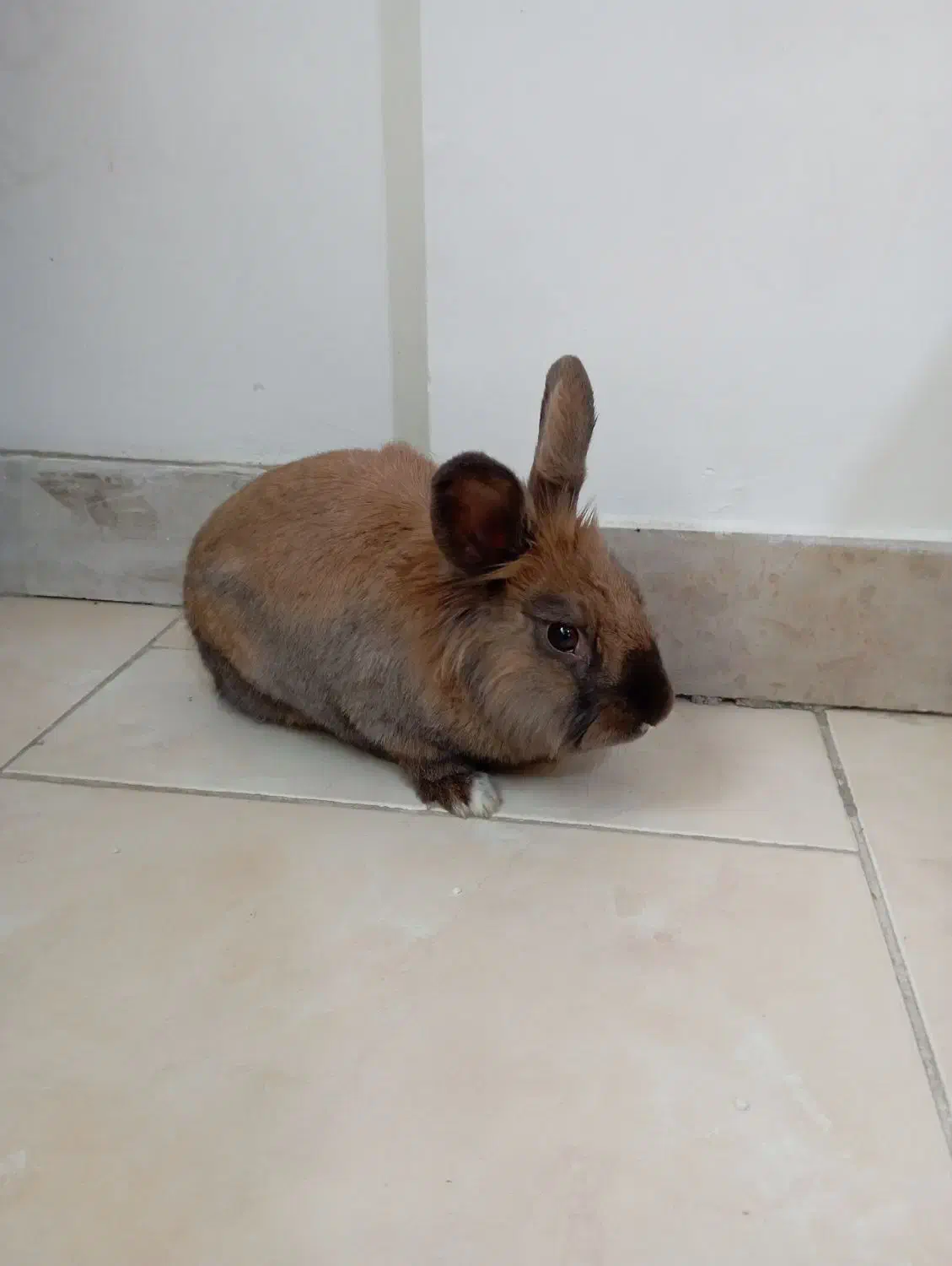 خرگوش|موش و خرگوش|همدان, |دیوار