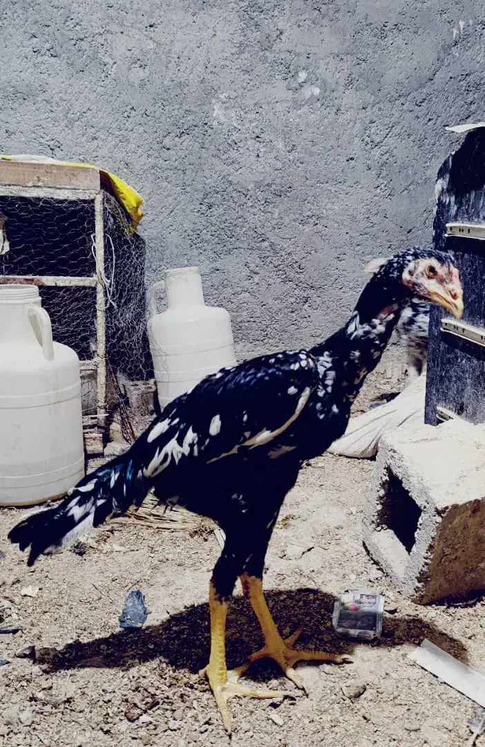 تعدادی جوجه لاری|حیوانات مزرعه|نسیمشهر, |دیوار