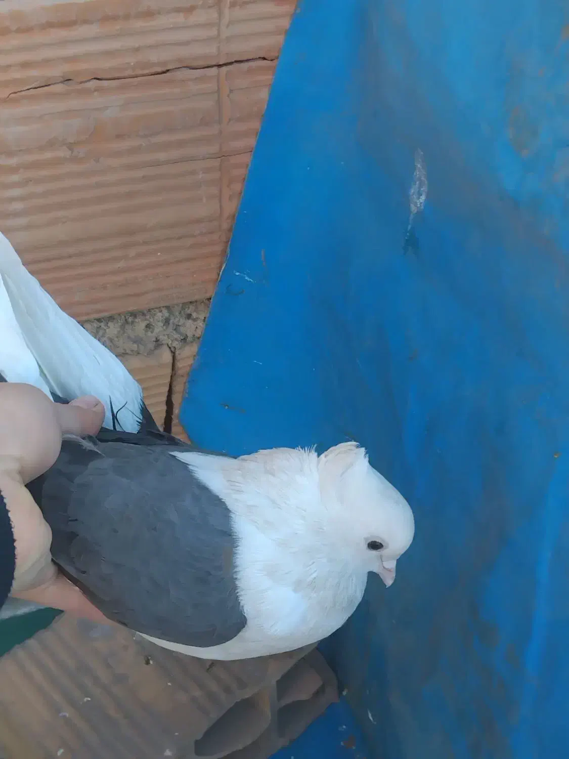 کبوتر غریبگیری|پرنده|پاکدشت, پاکدشت (مامازند)|دیوار