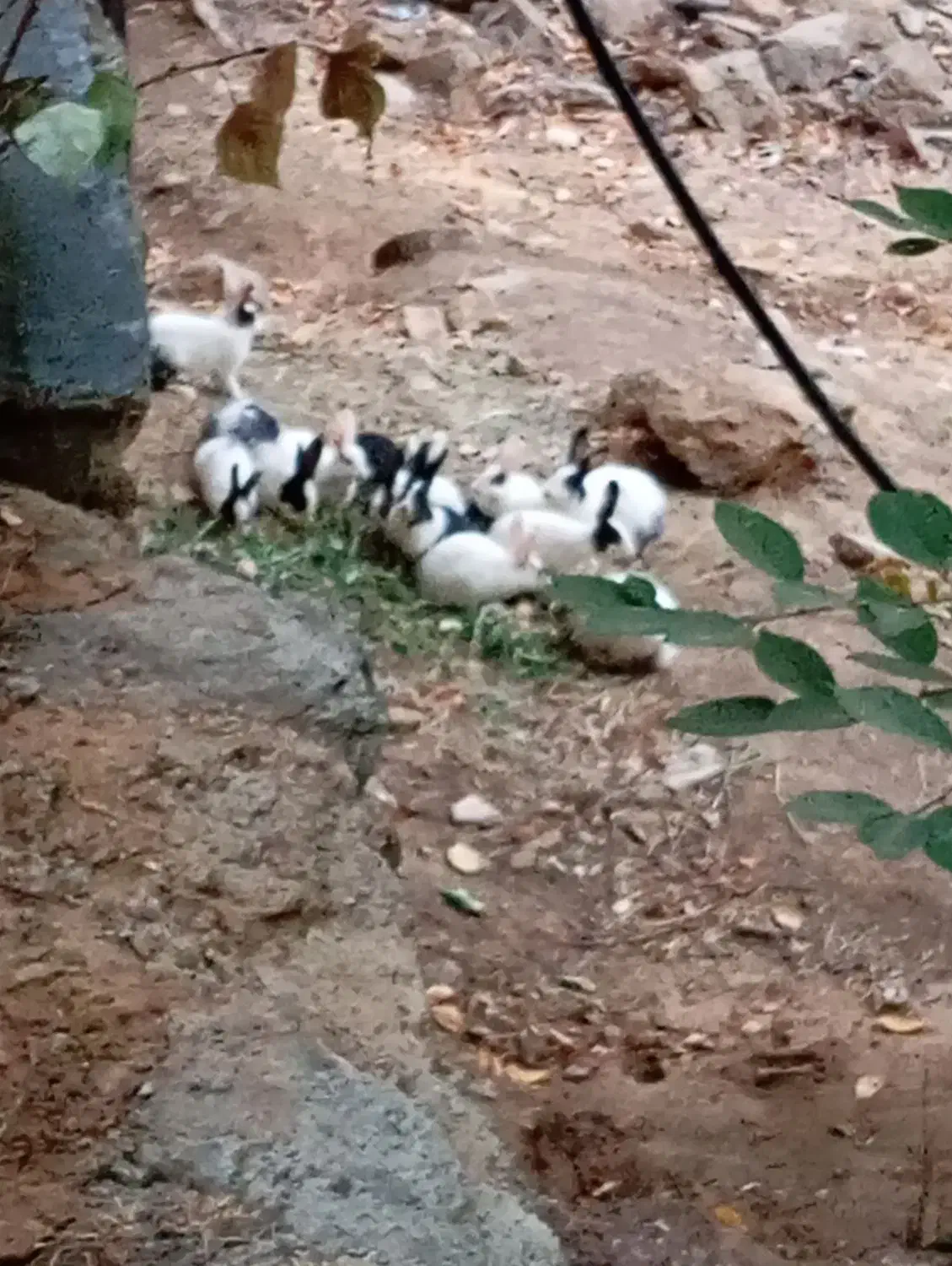 خرگوش|موش و خرگوش|سنندج, |دیوار