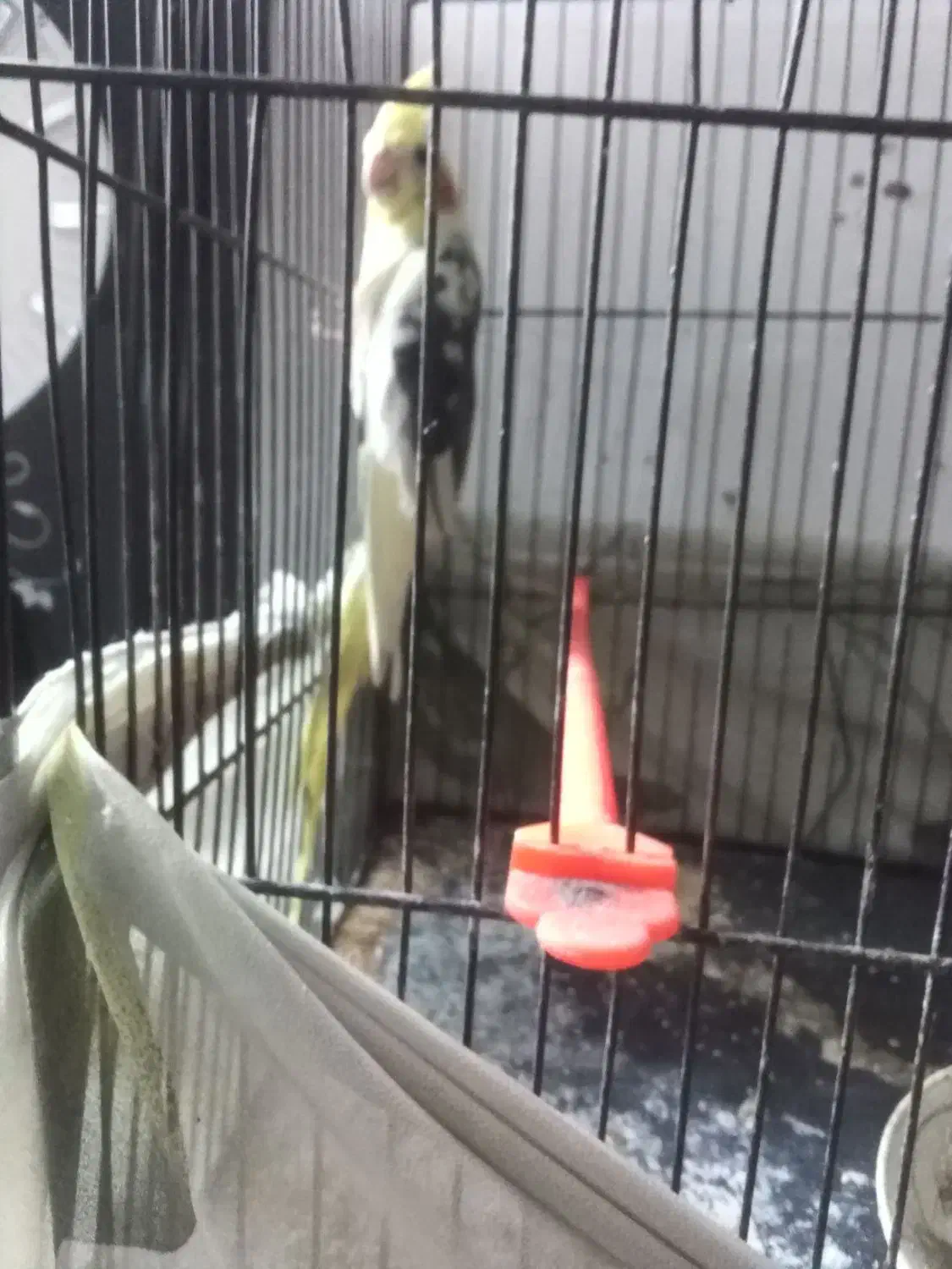 کوتوله، عروس، مرغ عشق|پرنده|تربت‌حیدریه, ده پائین|دیوار