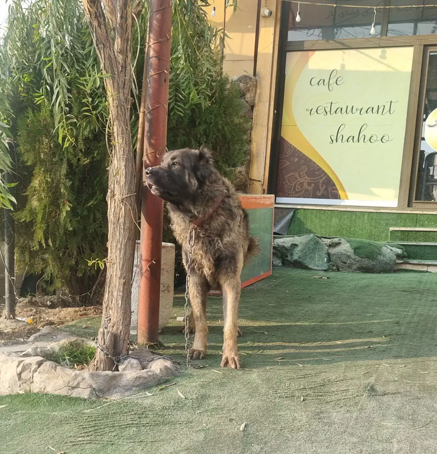 واگذاری سگ سرابی|سگ|کرج, آتشگاه|دیوار