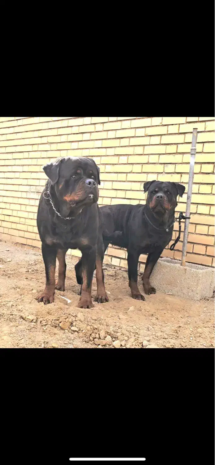 روتوایلر|سگ|شیراز, بهارستان|دیوار