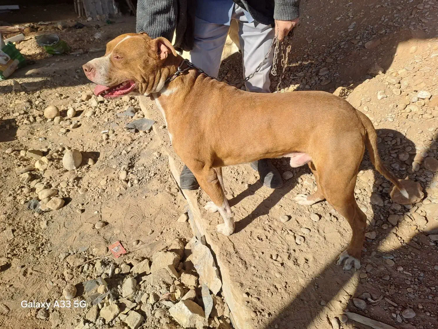 سگ بیت بول|سگ|مشهد, قائم|دیوار