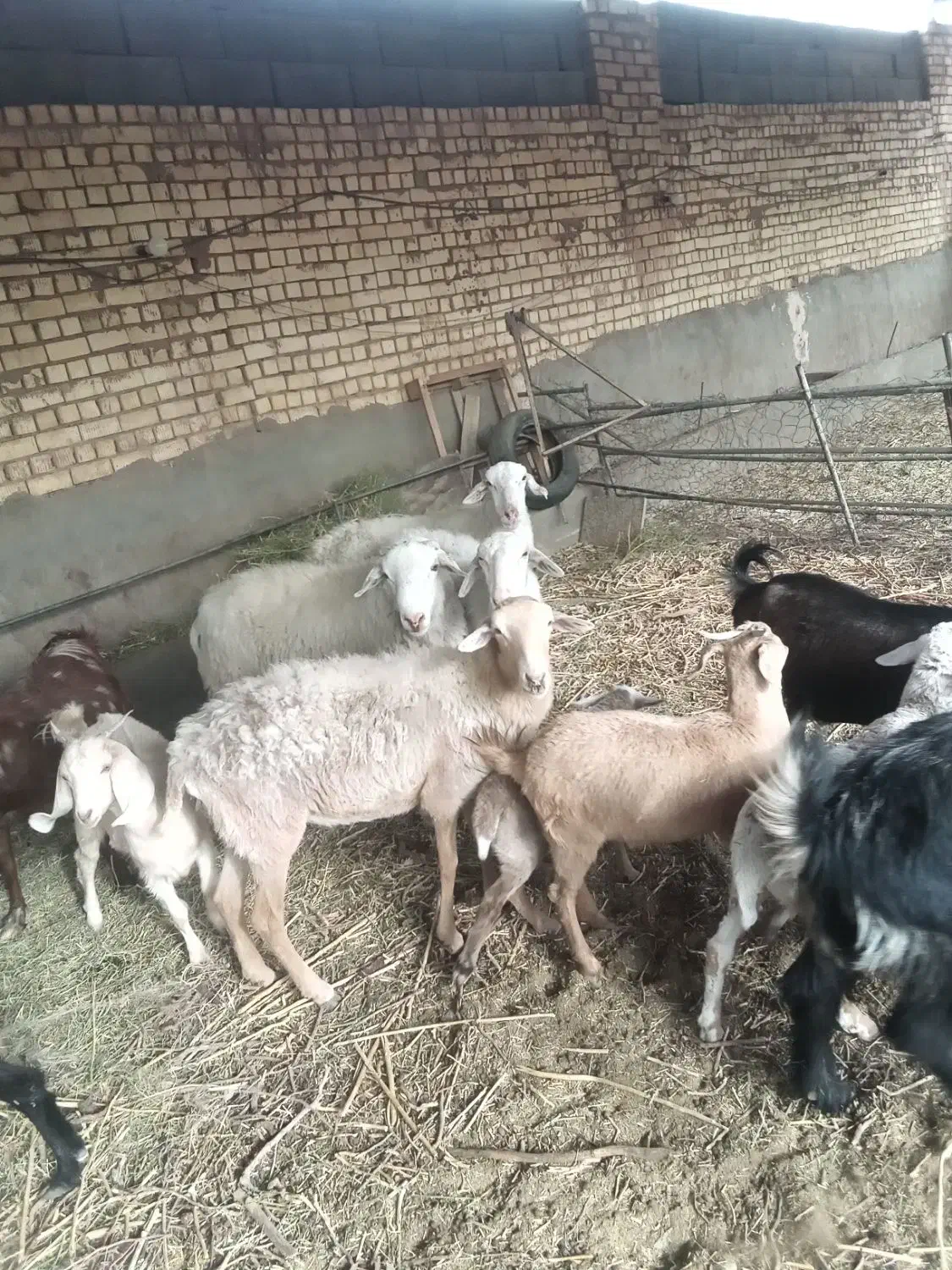 بز و میش و بره|حیوانات مزرعه|یزد, |دیوار