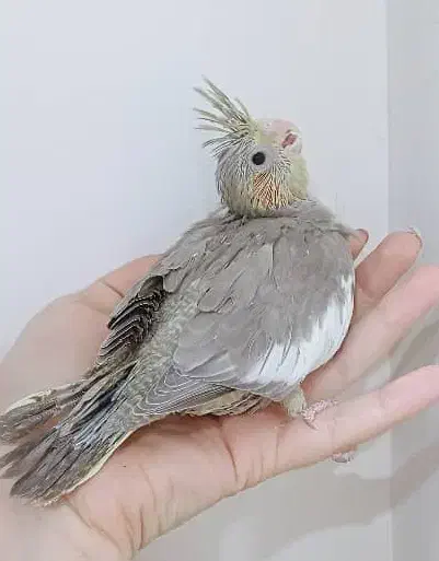 جوجه عروس سرلاکی|پرنده|فردیس, منظریه|دیوار