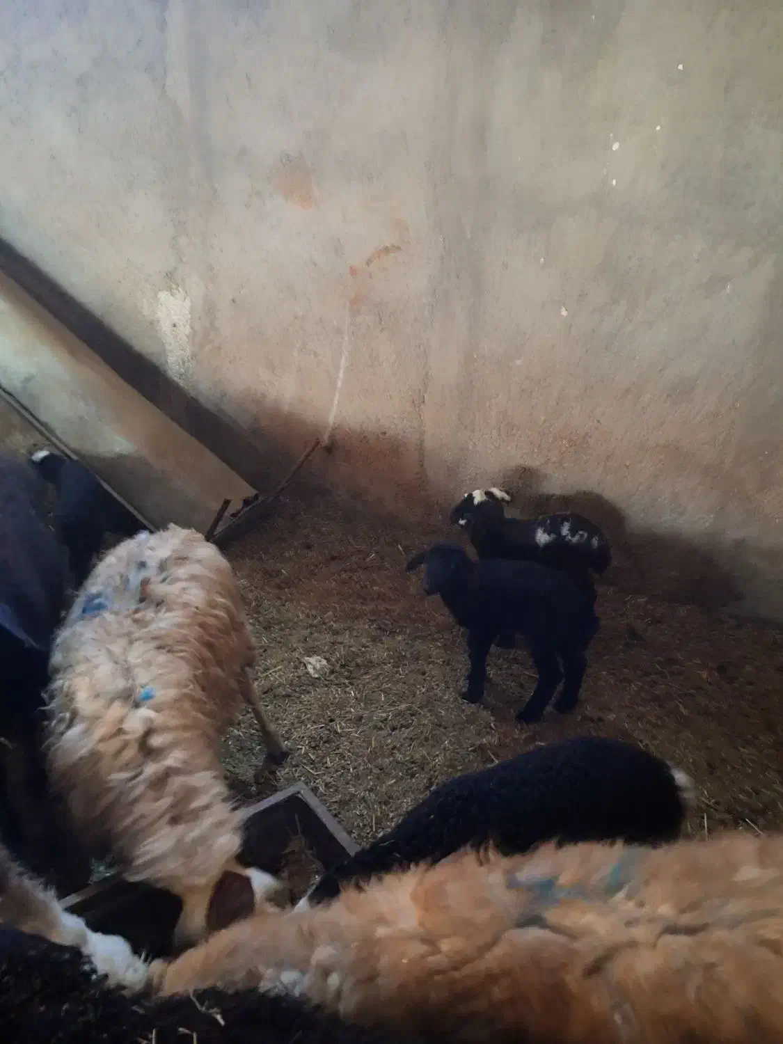 میش بره دار|حیوانات مزرعه|قزوین, |دیوار