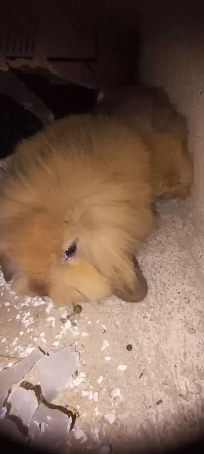 نژاد اصل|موش و خرگوش|اهر, |دیوار