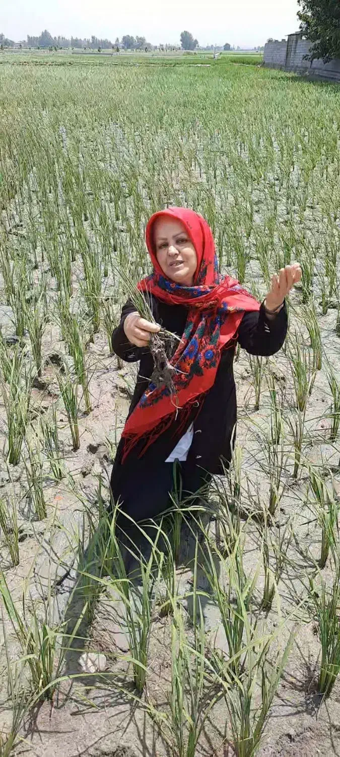 برنج الک شده سر لاشه ونیمدانه|خوردنی و آشامیدنی|محمودآباد, |دیوار