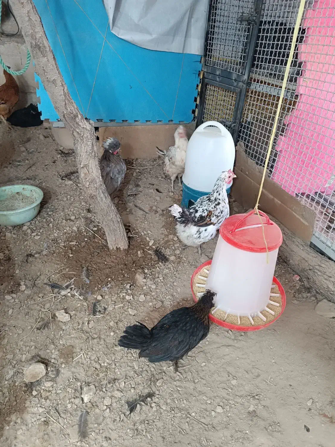 فروش مرغ لری|حیوانات مزرعه|خرقان, |دیوار