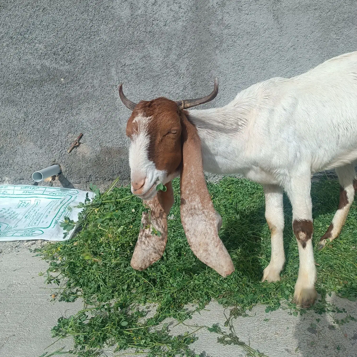 بز افغانی|حیوانات مزرعه|بهبهان, |دیوار