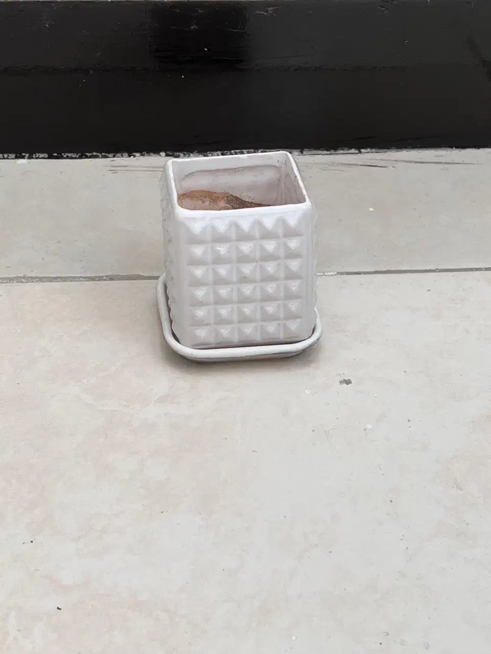 گلدان|گل و گیاه طبیعی|اهواز, کوی نفت|دیوار