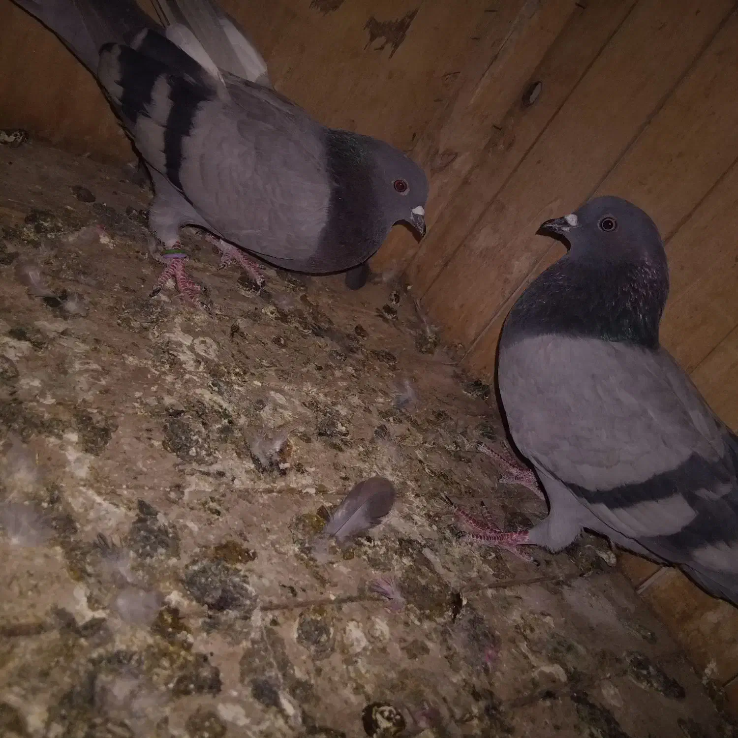 کفتر پرشی|پرنده|قم, شاه ابراهیم|دیوار