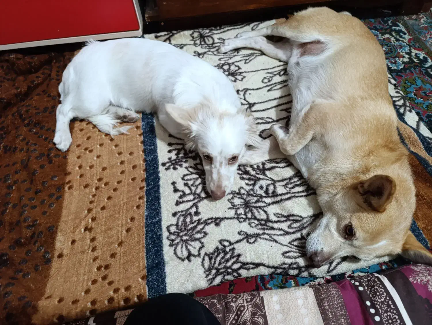 سگ پاکوتاه|سگ|نیشابور, رحمت آباد|دیوار