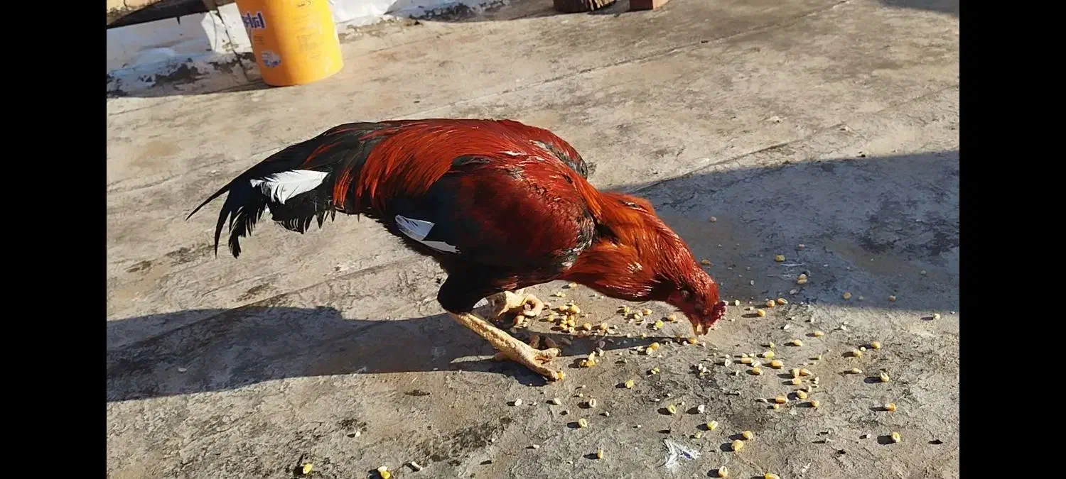 خروس|حیوانات مزرعه|نقده, |دیوار