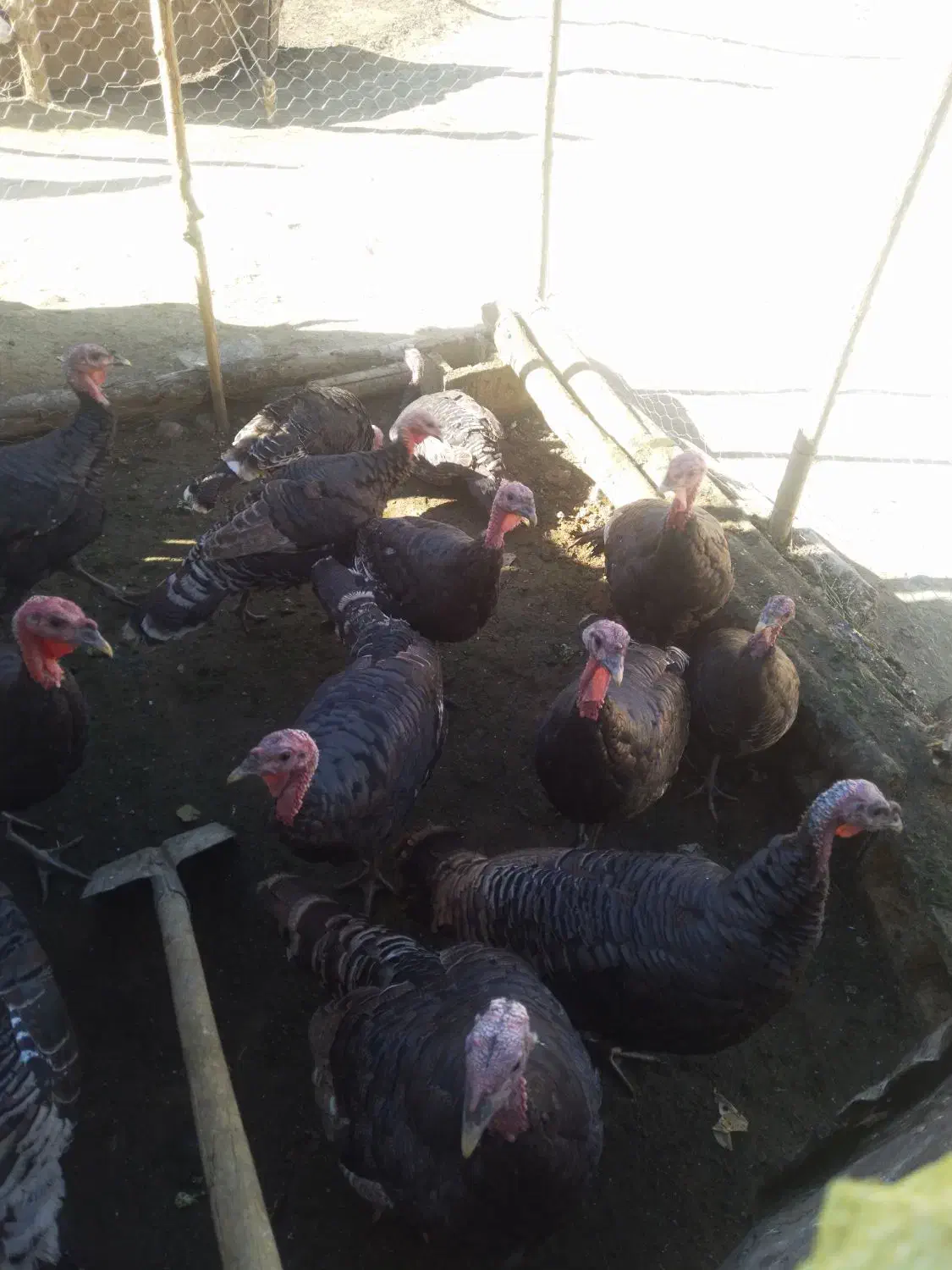 فروش بوقلمون|حیوانات مزرعه|انگوت, |دیوار