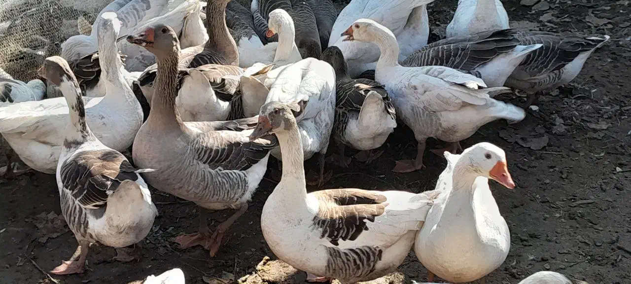 غاز|حیوانات مزرعه|طاهرگوراب, |دیوار