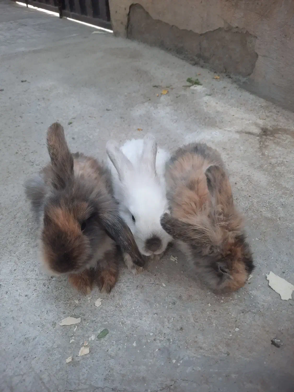 خرگوش جرسی|موش و خرگوش|ملایر, |دیوار