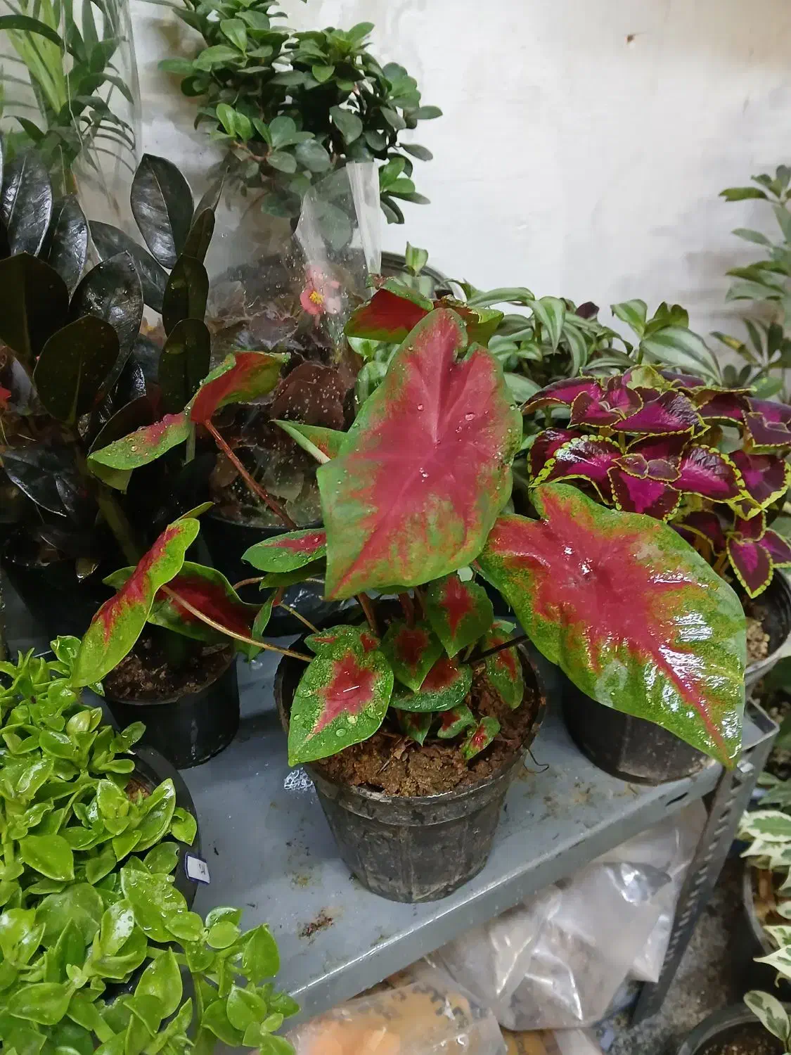 دیفن افوربیا سیکلامن کالانکولا بونسای اواع آگلونما|گل و گیاه طبیعی|تهران, تولید دارو|دیوار