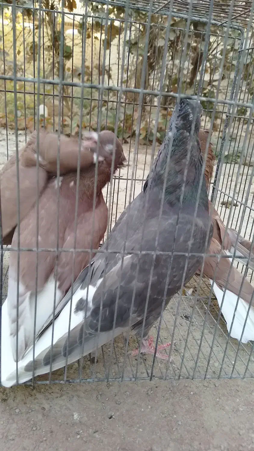 کبوتر دمسفید|پرنده|میبد, |دیوار