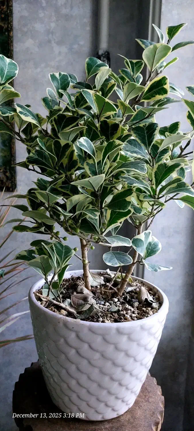 گل فیکوس همراه با گلدان سرامیکی|گل و گیاه طبیعی|پرند, فاز ۲|دیوار