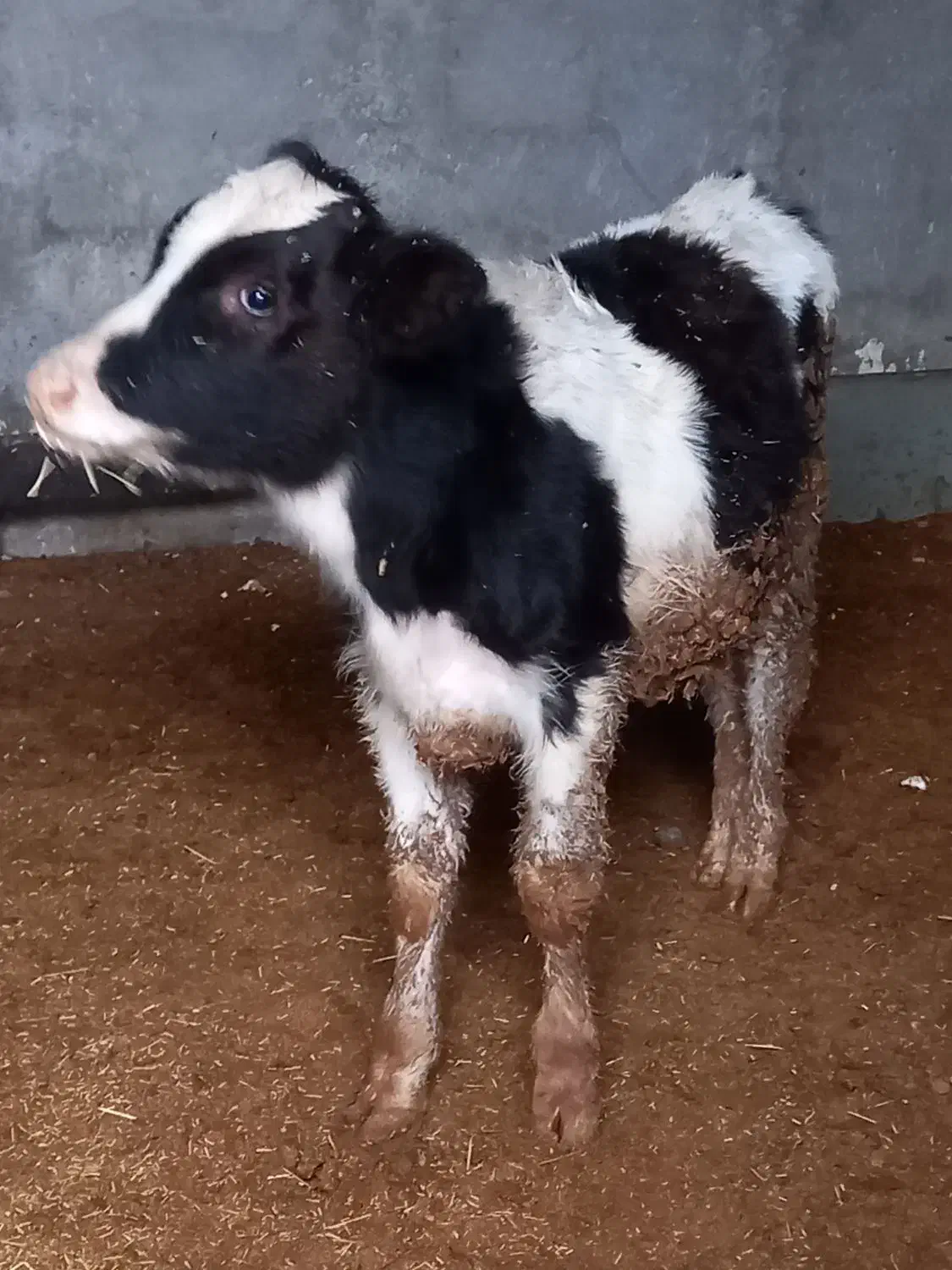 گوساله نر هولشتاین|حیوانات مزرعه|ماهیدشت, |دیوار