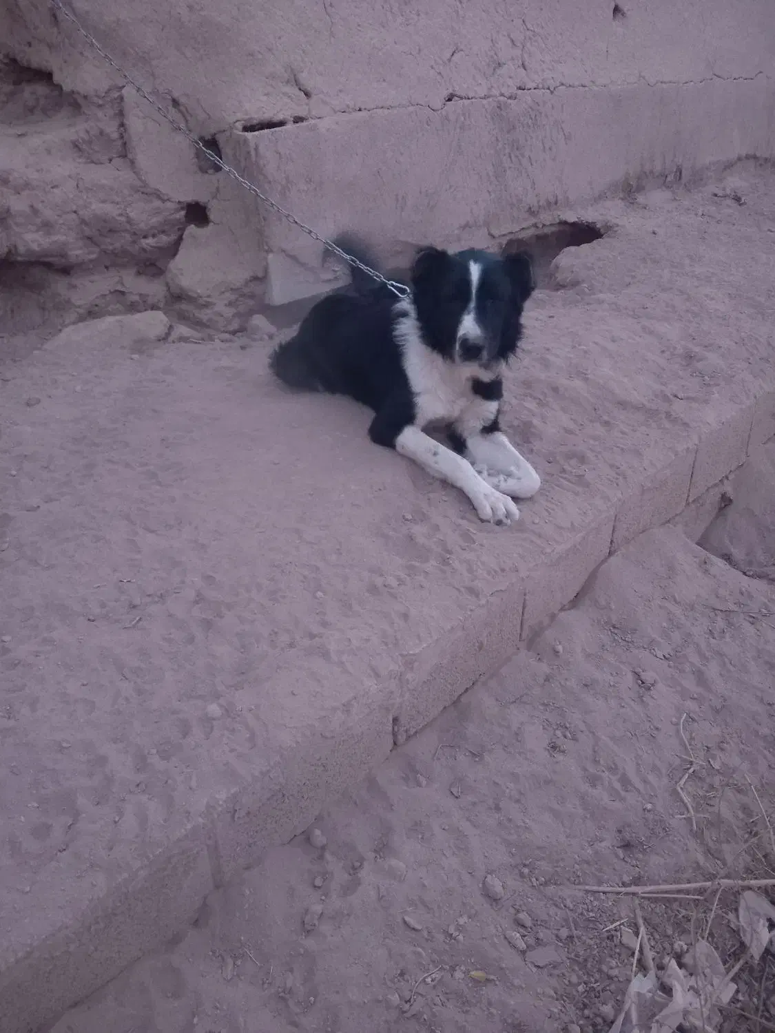 سگ چنبر یک ساله|حیوانات مزرعه|خمینی‌شهر, |دیوار