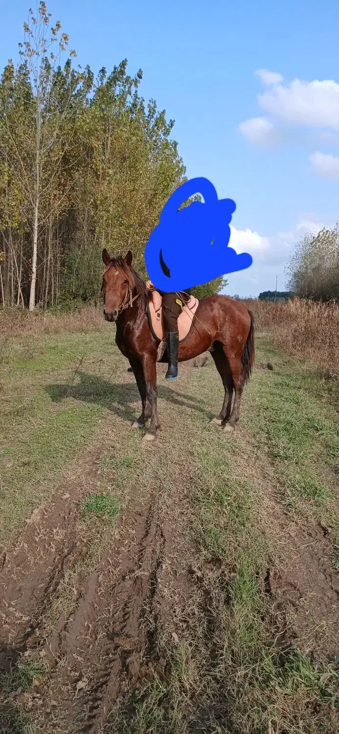 اسب کره ۳سال|اسب و تجهیزات اسب‌سواری|طاهرگوراب, |دیوار