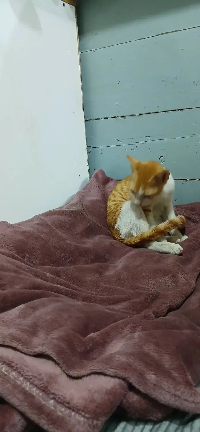 پیدا شده|حیوانات|کیش, |دیوار