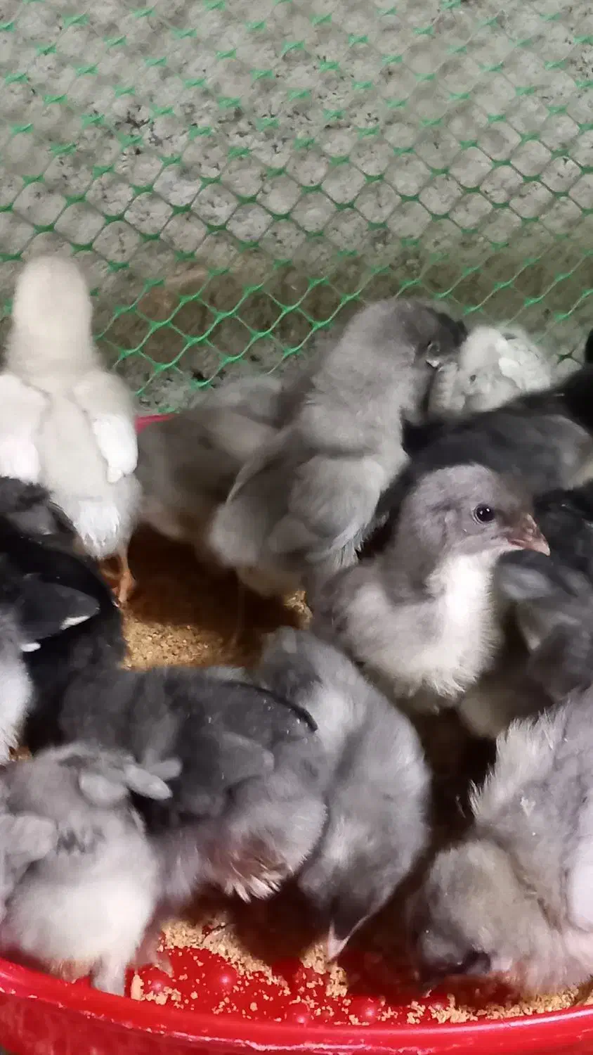 جوجه ۲۰روزه ایسبار|حیوانات مزرعه|ماهدشت, |دیوار